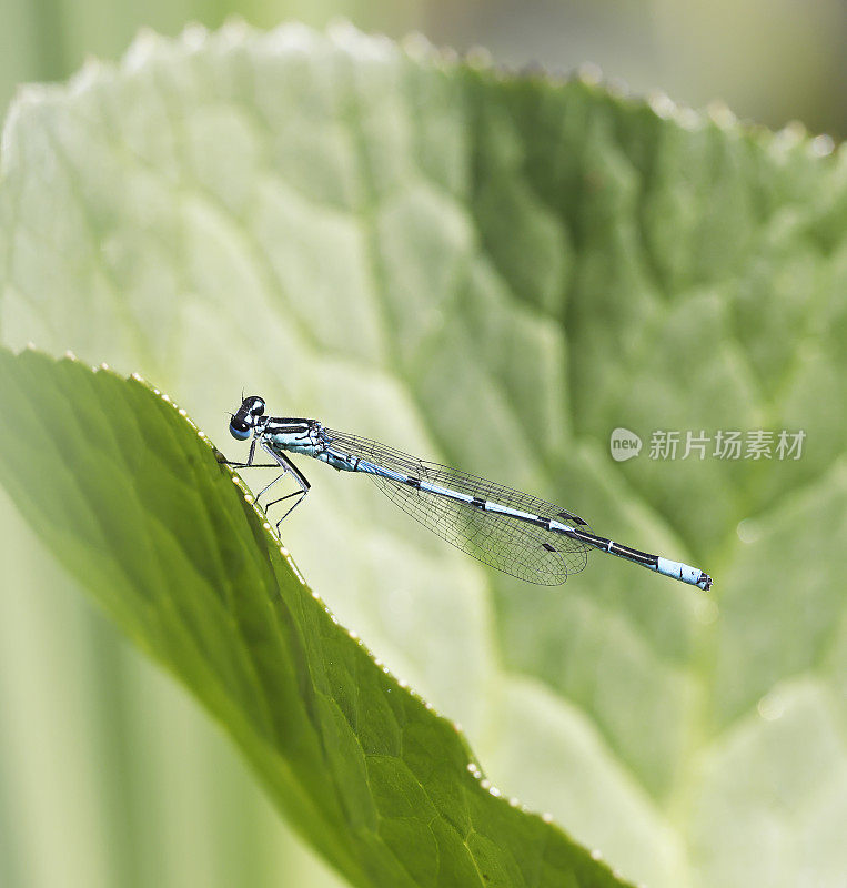 天蓝色(Coenagrion puella)雄性